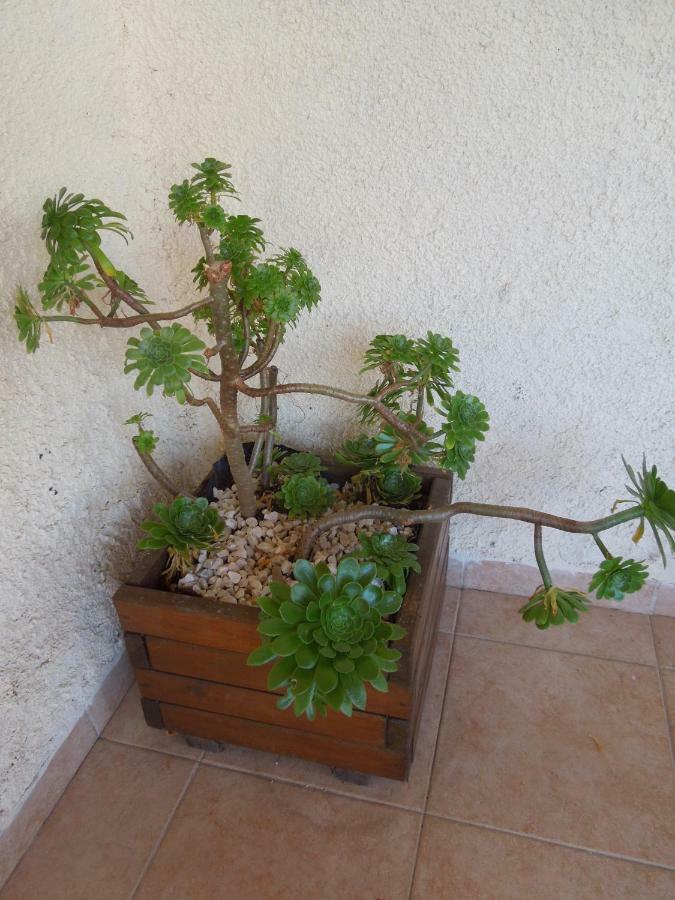 Le Clos Des Arbousiers Linguizzetta Esterno foto